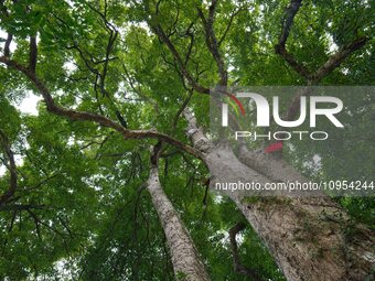 A photo taken in Enshi, China, on January 27, 2024, is showing the millennium Zhennan Tree group in the Enshi Tujia and Miao Autonomous Pref...