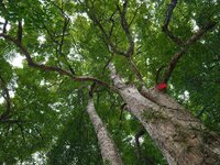 A photo taken in Enshi, China, on January 27, 2024, is showing the millennium Zhennan Tree group in the Enshi Tujia and Miao Autonomous Pref...