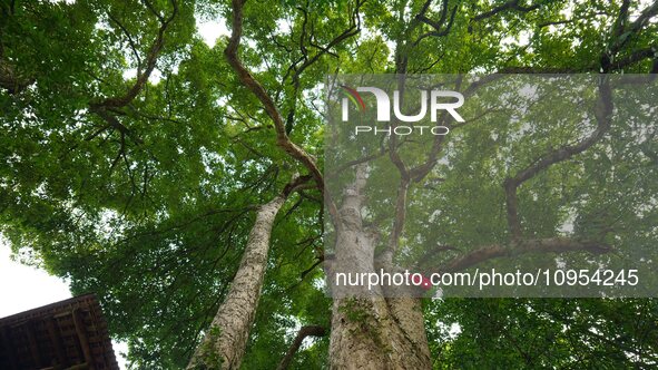 A photo taken in Enshi, China, on January 27, 2024, is showing the millennium Zhennan Tree group in the Enshi Tujia and Miao Autonomous Pref...