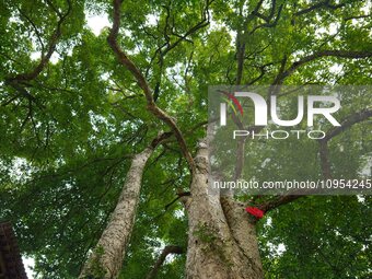 A photo taken in Enshi, China, on January 27, 2024, is showing the millennium Zhennan Tree group in the Enshi Tujia and Miao Autonomous Pref...