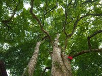 A photo taken in Enshi, China, on January 27, 2024, is showing the millennium Zhennan Tree group in the Enshi Tujia and Miao Autonomous Pref...