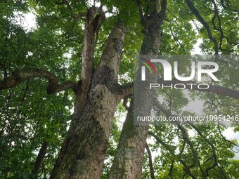 A photo taken in Enshi, China, on January 27, 2024, is showing the millennium Zhennan Tree group in the Enshi Tujia and Miao Autonomous Pref...