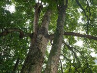 A photo taken in Enshi, China, on January 27, 2024, is showing the millennium Zhennan Tree group in the Enshi Tujia and Miao Autonomous Pref...