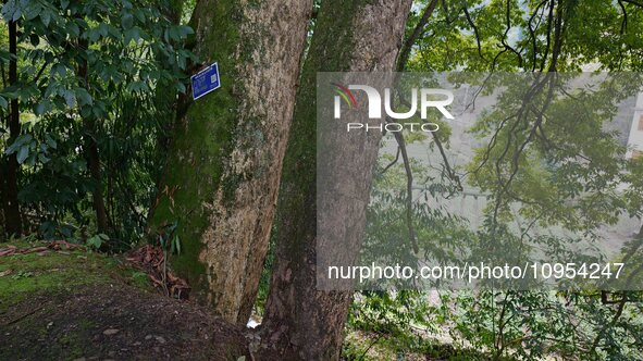 A photo taken in Enshi, China, on January 27, 2024, is showing the millennium Zhennan Tree group in the Enshi Tujia and Miao Autonomous Pref...