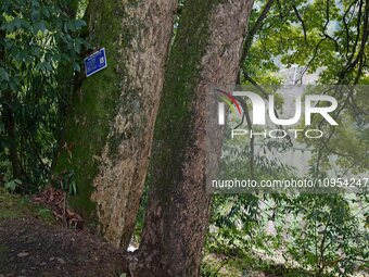 A photo taken in Enshi, China, on January 27, 2024, is showing the millennium Zhennan Tree group in the Enshi Tujia and Miao Autonomous Pref...