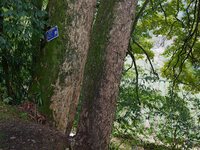 A photo taken in Enshi, China, on January 27, 2024, is showing the millennium Zhennan Tree group in the Enshi Tujia and Miao Autonomous Pref...