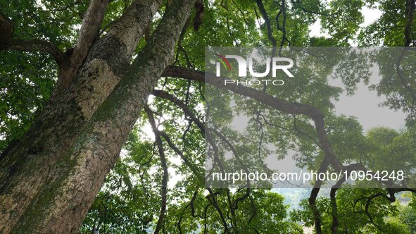 A photo taken in Enshi, China, on January 27, 2024, is showing the millennium Zhennan Tree group in the Enshi Tujia and Miao Autonomous Pref...