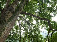 A photo taken in Enshi, China, on January 27, 2024, is showing the millennium Zhennan Tree group in the Enshi Tujia and Miao Autonomous Pref...