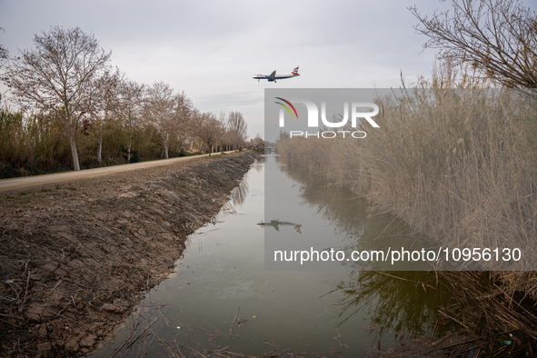 The Llobregat Delta is being affected by the extreme drought that Catalonia is currently experiencing, which has recently entered the first...