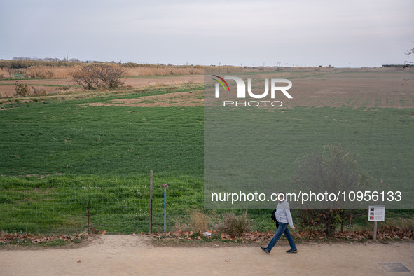 The Llobregat Delta is being affected by the extreme drought that Catalonia is currently experiencing, which has recently entered the first...