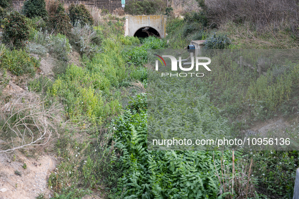 The Llobregat Delta is being affected by the extreme drought that Catalonia is currently experiencing, which has recently entered the first...