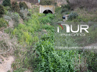 The Llobregat Delta is being affected by the extreme drought that Catalonia is currently experiencing, which has recently entered the first...