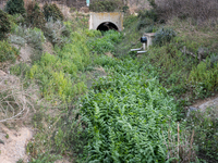 The Llobregat Delta is being affected by the extreme drought that Catalonia is currently experiencing, which has recently entered the first...