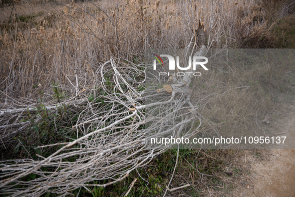 The Llobregat Delta is being affected by the extreme drought that Catalonia is currently experiencing, which has recently entered the first...