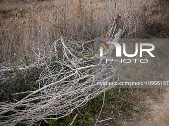 The Llobregat Delta is being affected by the extreme drought that Catalonia is currently experiencing, which has recently entered the first...