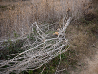 The Llobregat Delta is being affected by the extreme drought that Catalonia is currently experiencing, which has recently entered the first...