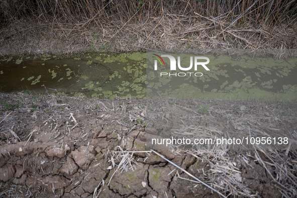 The Llobregat Delta is being affected by the extreme drought that Catalonia is currently experiencing, which has recently entered the first...