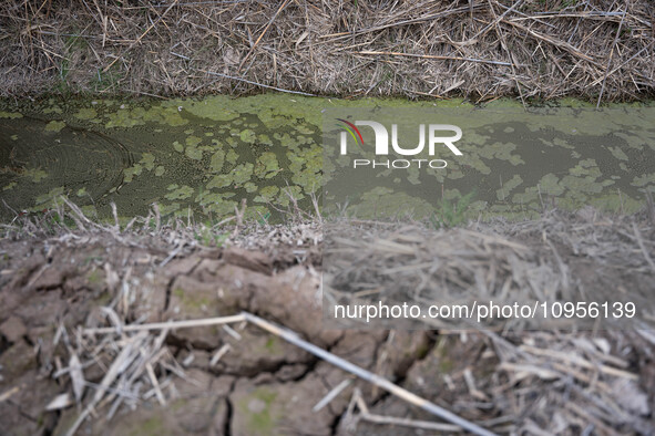 The Llobregat Delta is being affected by the extreme drought that Catalonia is currently experiencing, which has recently entered the first...