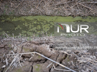 The Llobregat Delta is being affected by the extreme drought that Catalonia is currently experiencing, which has recently entered the first...