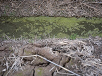 The Llobregat Delta is being affected by the extreme drought that Catalonia is currently experiencing, which has recently entered the first...