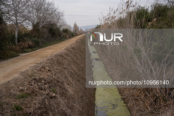 The Llobregat Delta is being affected by the extreme drought that Catalonia is currently experiencing, which has recently entered the first...