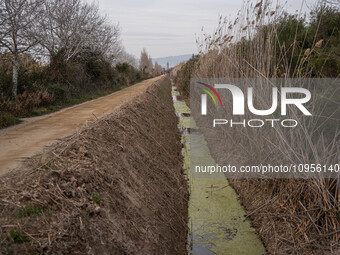 The Llobregat Delta is being affected by the extreme drought that Catalonia is currently experiencing, which has recently entered the first...