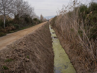 The Llobregat Delta is being affected by the extreme drought that Catalonia is currently experiencing, which has recently entered the first...