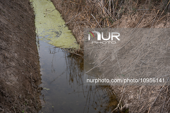 The Llobregat Delta is being affected by the extreme drought that Catalonia is currently experiencing, which has recently entered the first...