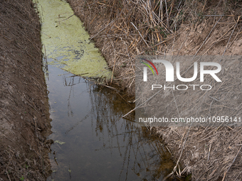 The Llobregat Delta is being affected by the extreme drought that Catalonia is currently experiencing, which has recently entered the first...