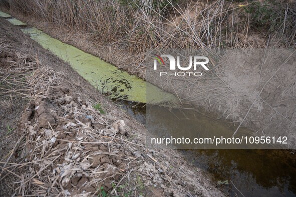 The Llobregat Delta is being affected by the extreme drought that Catalonia is currently experiencing, which has recently entered the first...