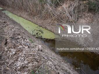 The Llobregat Delta is being affected by the extreme drought that Catalonia is currently experiencing, which has recently entered the first...