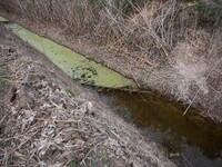 The Llobregat Delta is being affected by the extreme drought that Catalonia is currently experiencing, which has recently entered the first...