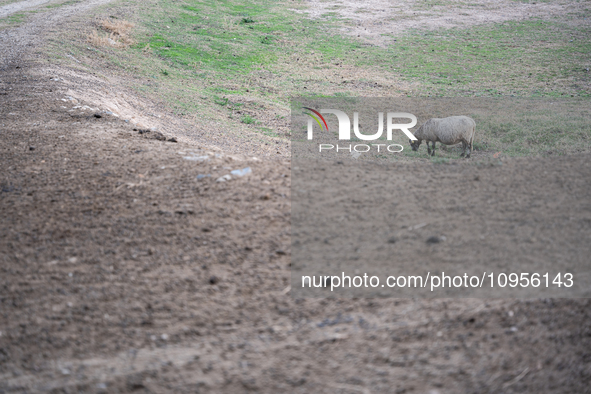 The Llobregat Delta is being affected by the extreme drought that Catalonia is currently experiencing, which has recently entered the first...