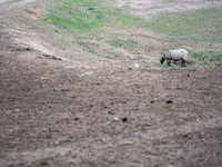 The Llobregat Delta is being affected by the extreme drought that Catalonia is currently experiencing, which has recently entered the first...