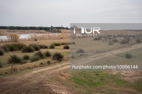 The Llobregat Delta is being affected by the extreme drought that Catalonia is currently experiencing, which has recently entered the first...