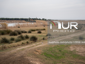 The Llobregat Delta is being affected by the extreme drought that Catalonia is currently experiencing, which has recently entered the first...