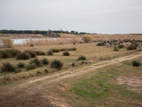 The Llobregat Delta is being affected by the extreme drought that Catalonia is currently experiencing, which has recently entered the first...