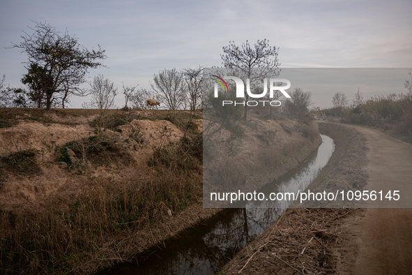 The Llobregat Delta is being affected by the extreme drought that Catalonia is currently experiencing, which has recently entered the first...