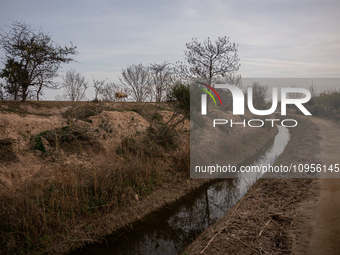 The Llobregat Delta is being affected by the extreme drought that Catalonia is currently experiencing, which has recently entered the first...