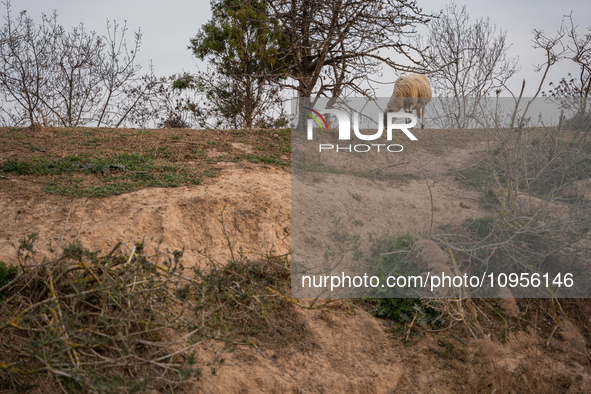 The Llobregat Delta is being affected by the extreme drought that Catalonia is currently experiencing, which has recently entered the first...