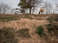 The Llobregat Delta is being affected by the extreme drought that Catalonia is currently experiencing, which has recently entered the first...