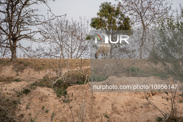 The Llobregat Delta is being affected by the extreme drought that Catalonia is currently experiencing, which has recently entered the first...