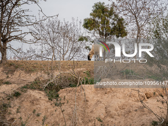 The Llobregat Delta is being affected by the extreme drought that Catalonia is currently experiencing, which has recently entered the first...