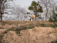 The Llobregat Delta is being affected by the extreme drought that Catalonia is currently experiencing, which has recently entered the first...