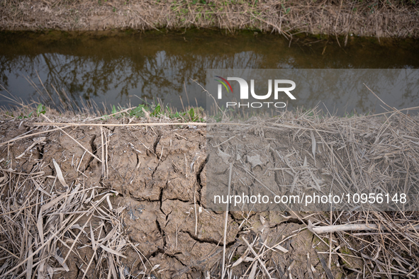 The Llobregat Delta is being affected by the extreme drought that Catalonia is currently experiencing, which has recently entered the first...