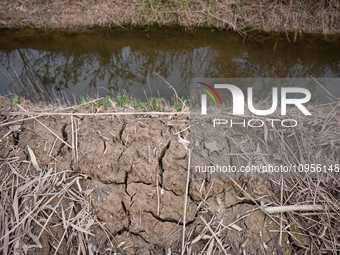 The Llobregat Delta is being affected by the extreme drought that Catalonia is currently experiencing, which has recently entered the first...