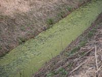 The Llobregat Delta is being affected by the extreme drought that Catalonia is currently experiencing, which has recently entered the first...