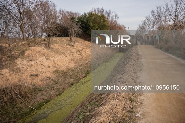 The Llobregat Delta is being affected by the extreme drought that Catalonia is currently experiencing, which has recently entered the first...