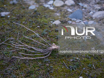 The Rialb reservoir in the province of Lleida is experiencing the effects of drought in La Noguera, Spain, on February 2, 2024. Catalonia is...