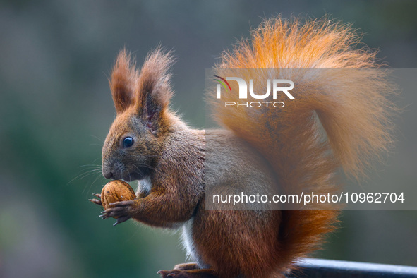 A red squirrel also known as Eurasian red squirrel (Sciurus vulgaris) eats a walnut in Krakow, Poland on February 1st, 2024. 